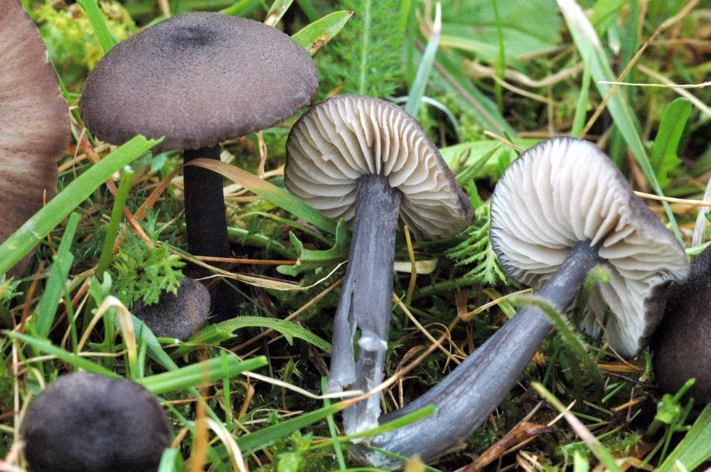 Entoloma corvinum 1.jpg